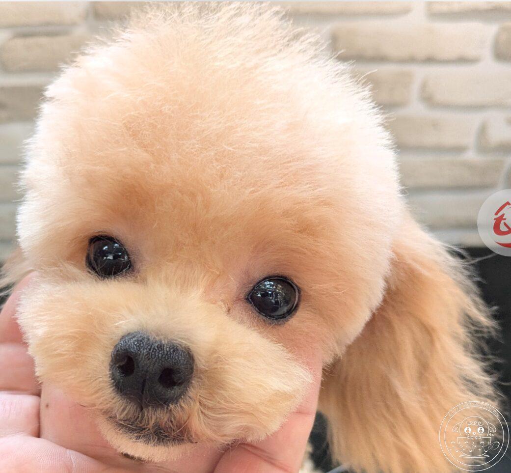 マルプー(マルチーズ×トイプードル)