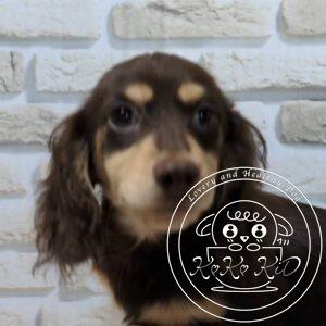 カニンヘンダックスフンド（ロング）