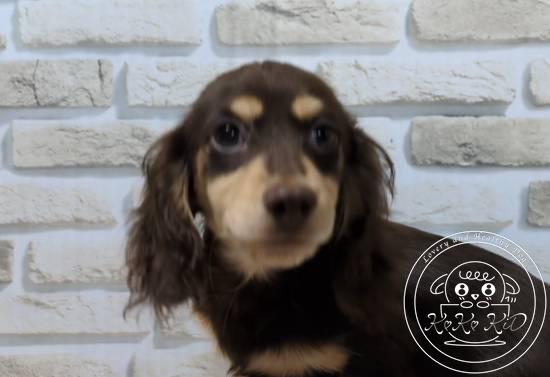 カニンヘンダックスフンド(ロング)