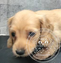 カニンヘンダックスフンド(ロング)