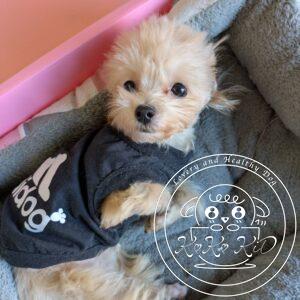 マルプー（トイプードル×マルチーズ）