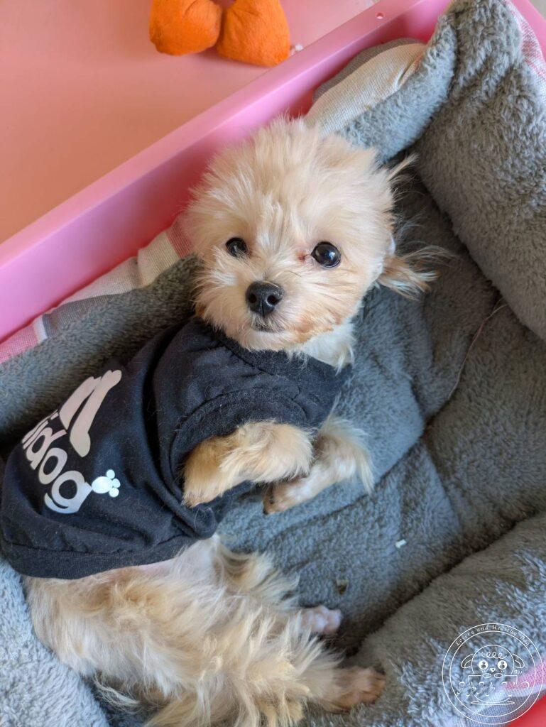 マルプー（トイプードル×マルチーズ）