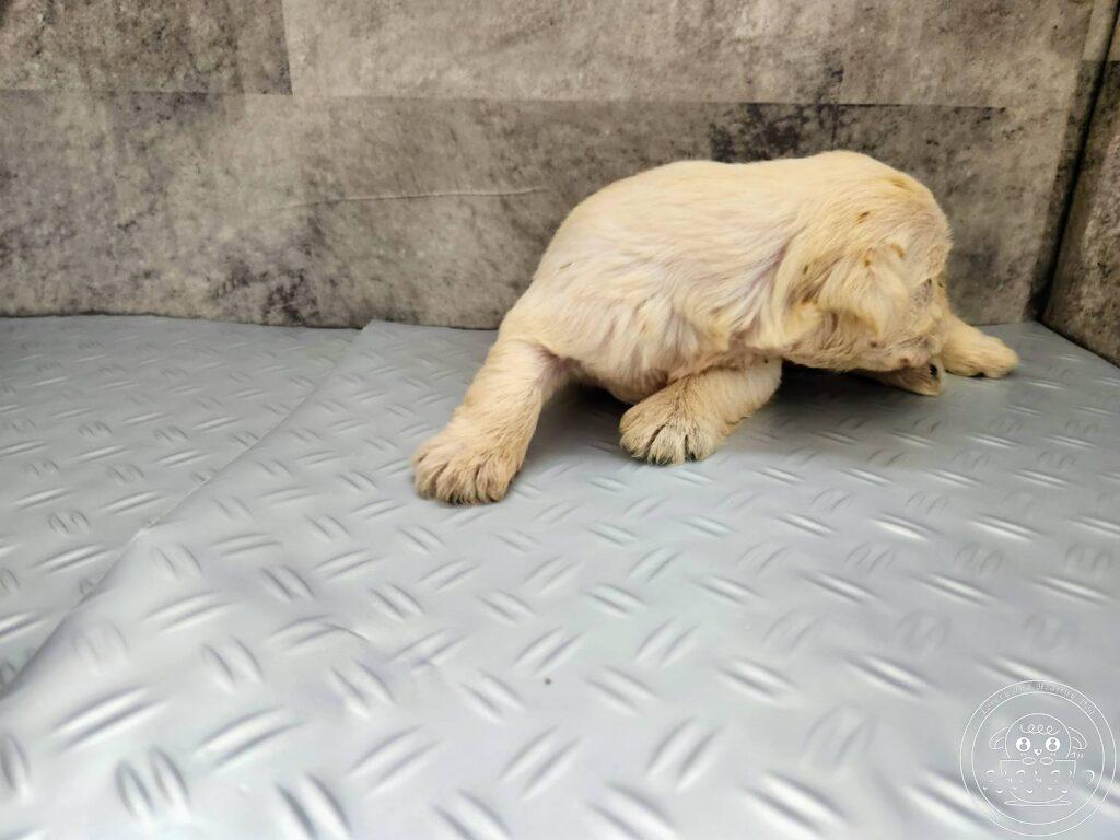 ミニチュアシュナウザー