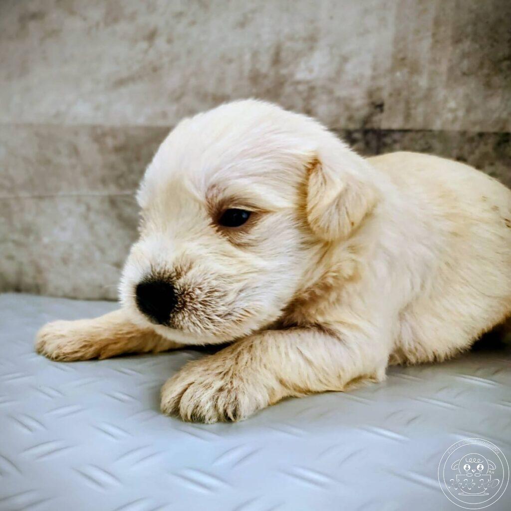 ミニチュアシュナウザー