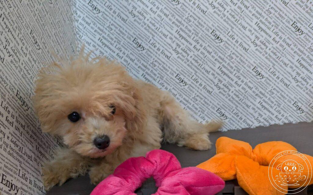 マルプー(マルチーズ×トイプードル)