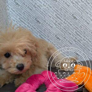 マルプー(マルチーズ×トイプードル)