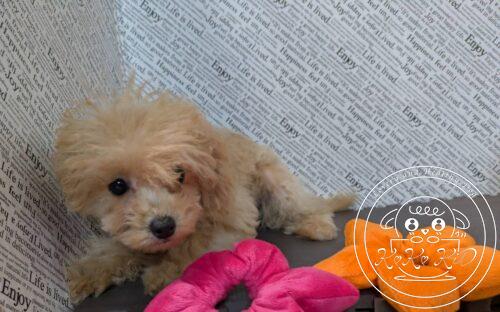 マルプー(マルチーズ×トイプードル)