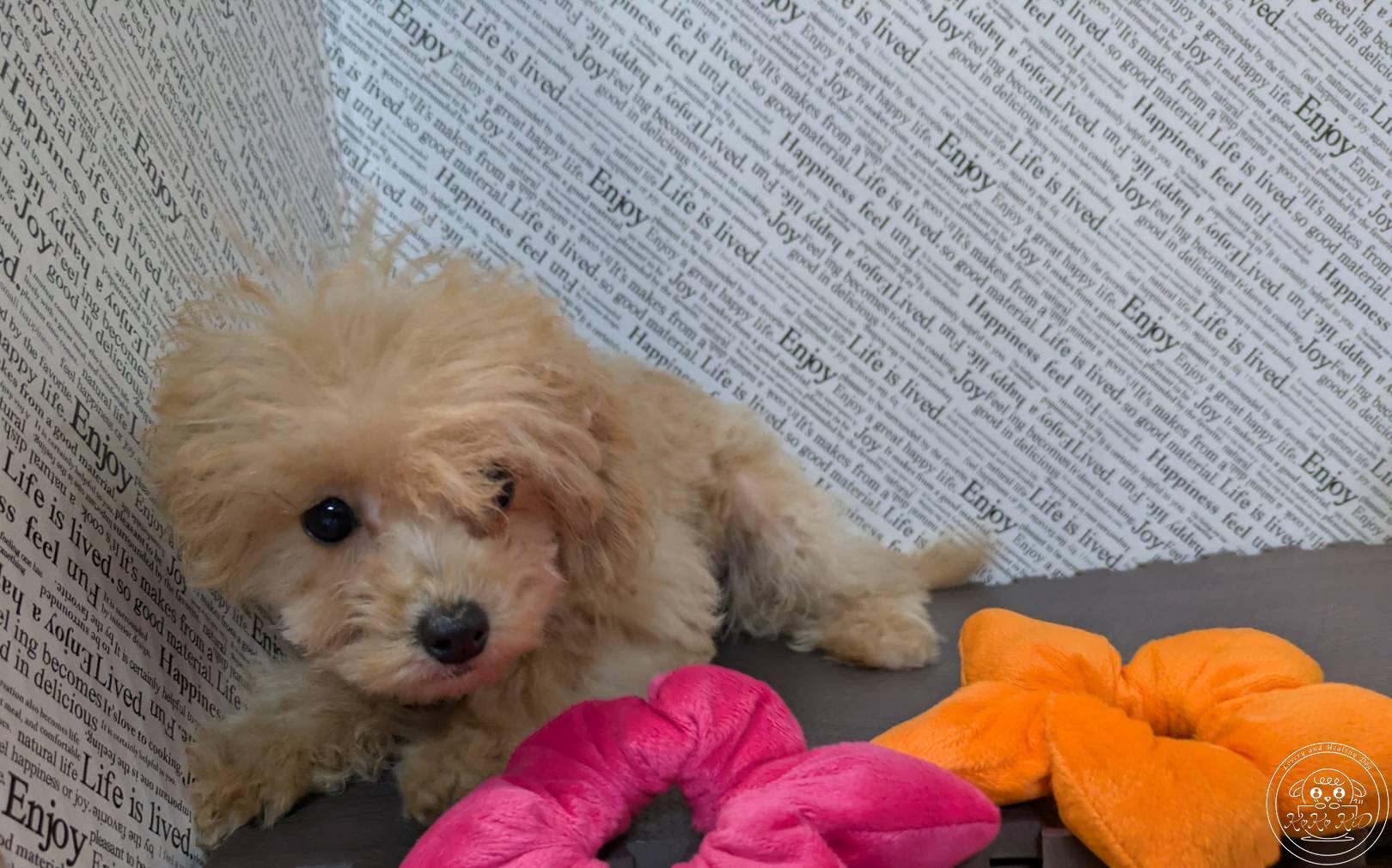 マルプー(マルチーズ×トイプードル)