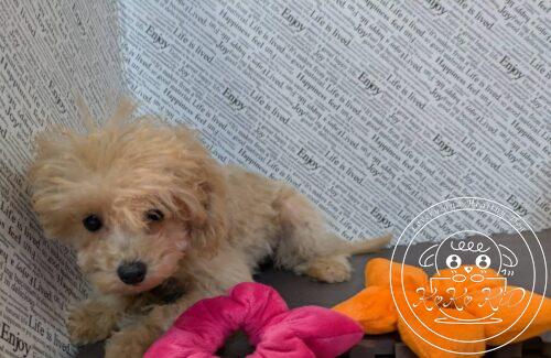 マルプー(マルチーズ×トイプードル)