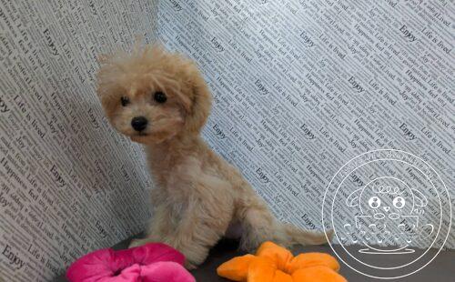 マルプー(マルチーズ×トイプードル)