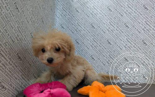 マルプー(マルチーズ×トイプードル)