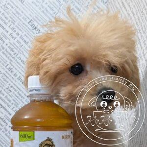 マルプー(マルチーズ×トイプードル)