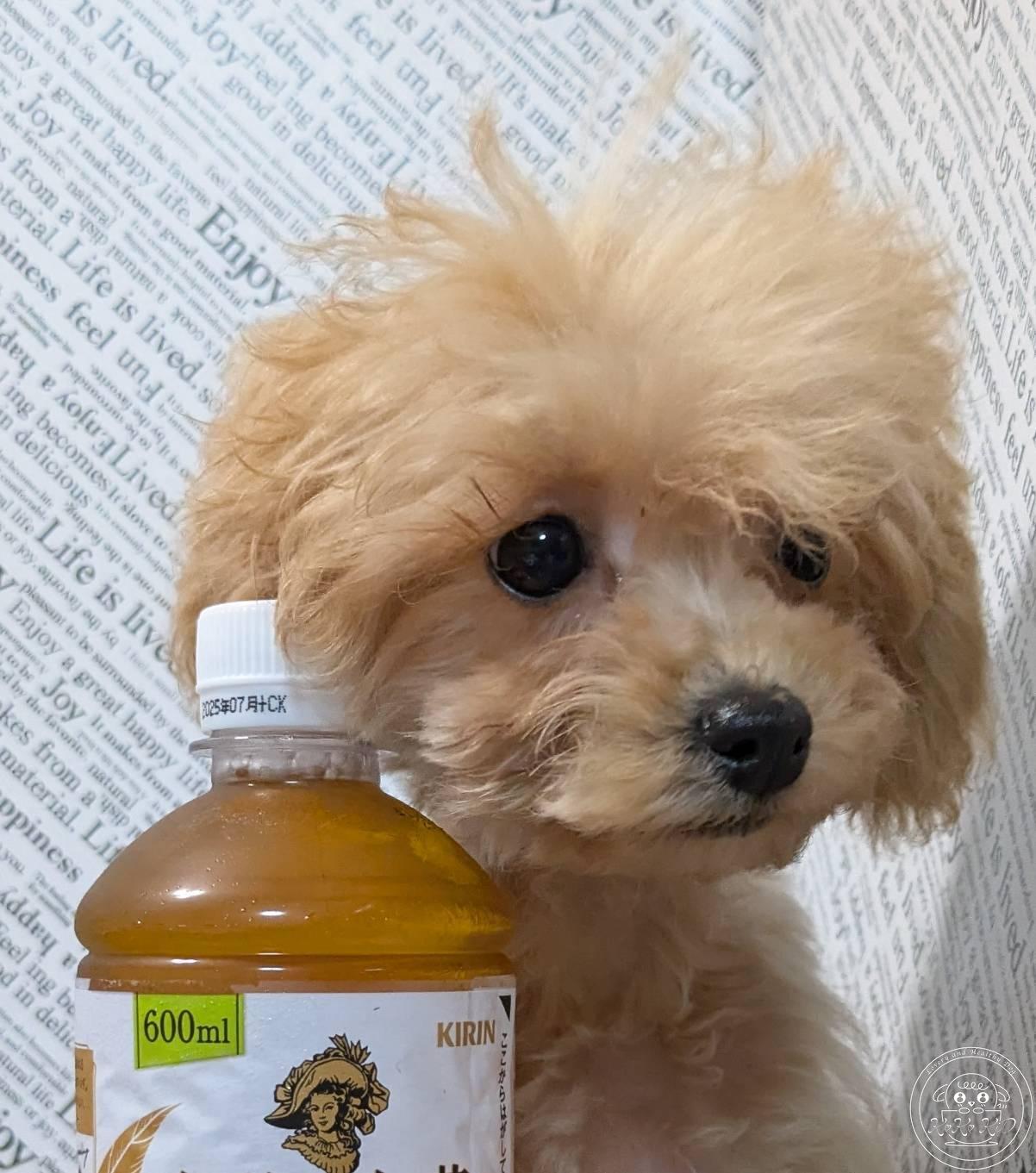 マルプー(マルチーズ×トイプードル)