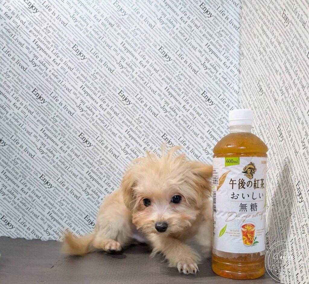 マルプー(トイプードル×マルチーズ)