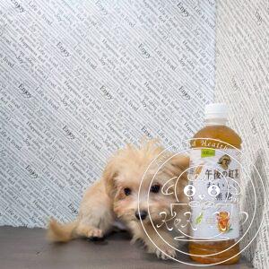 マルプー（トイプードル×マルチーズ）