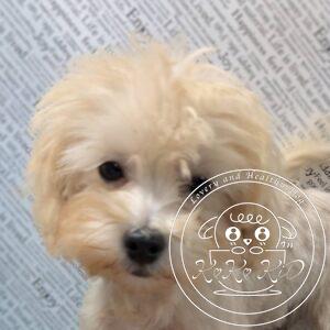 マルプー（トイプードル×マルチーズ）