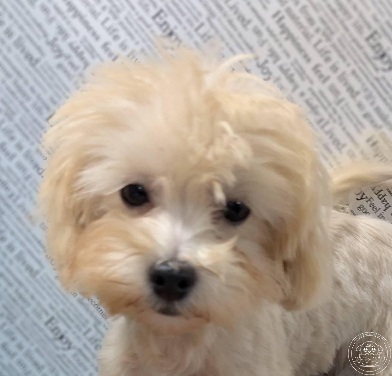 マルプー(マルチーズ×トイプードル)