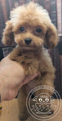 ティーカッププードル