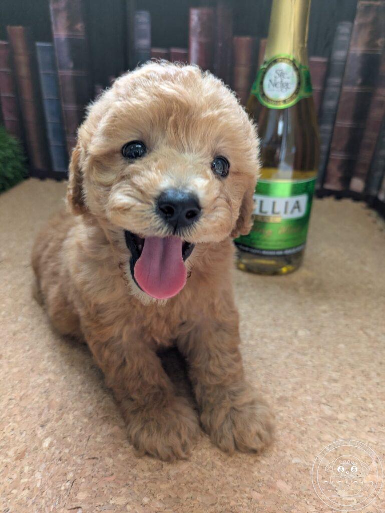 トイプードルカフェオレ