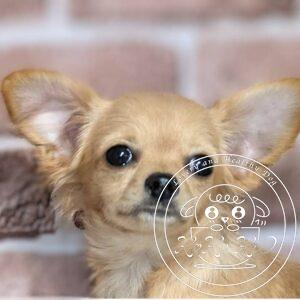 チワワ（ロング）