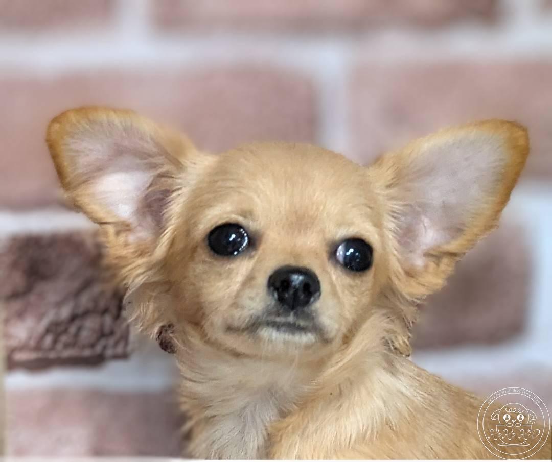 チワワ(ロング)