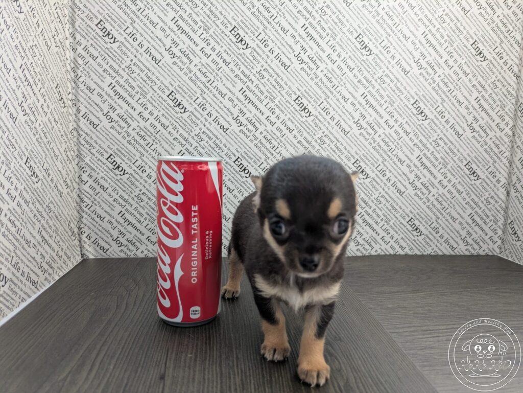 チワワ（スムース）