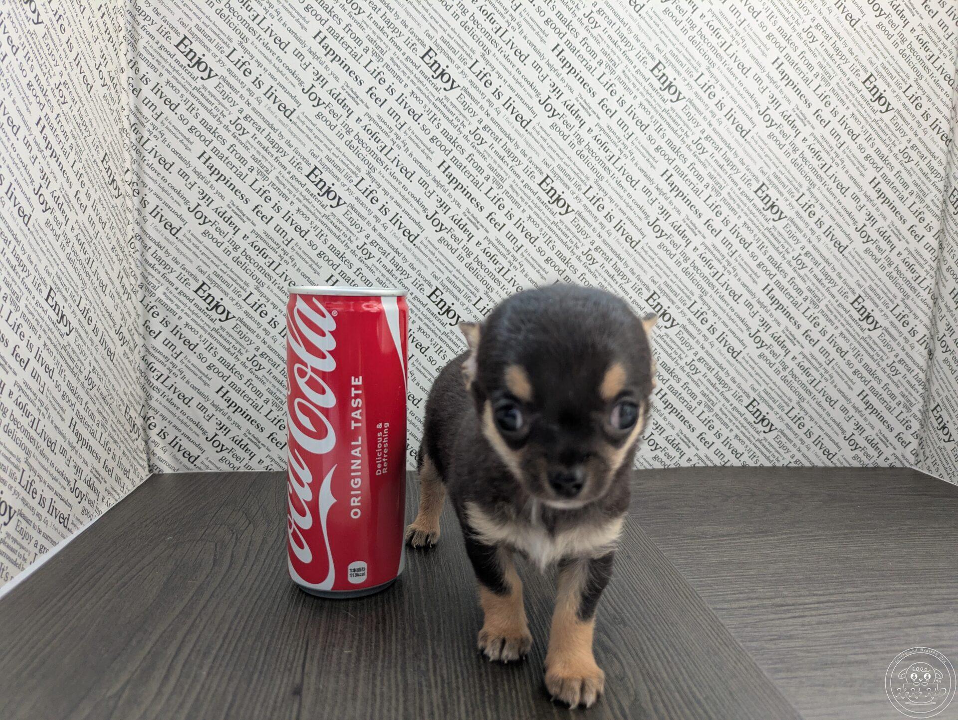 チワワ(スムース)