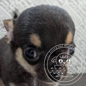 チワワ（スムース）