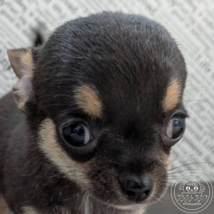 チワワ(スムース)