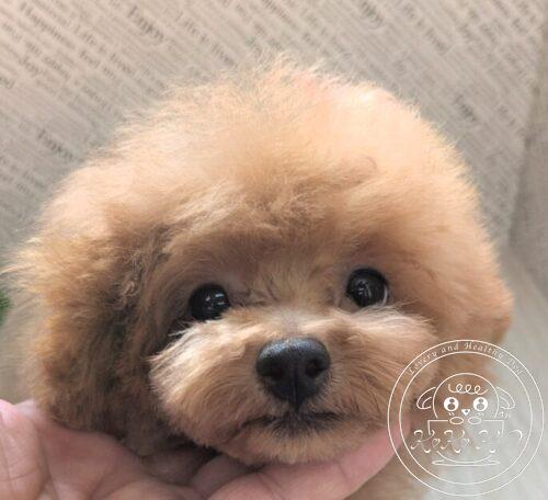 ティーカッププードル