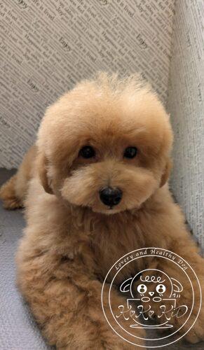 タイニープードル