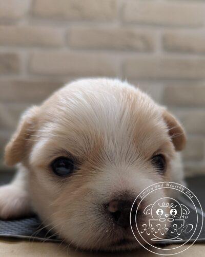 ミックス犬