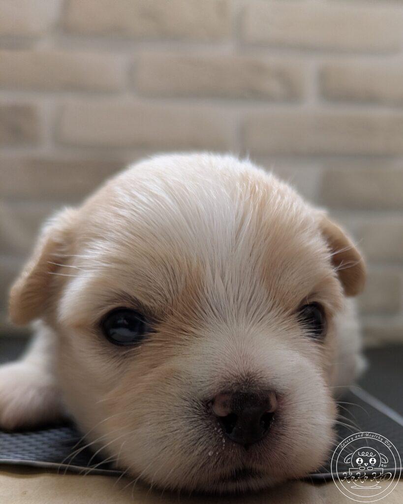 ミックス犬