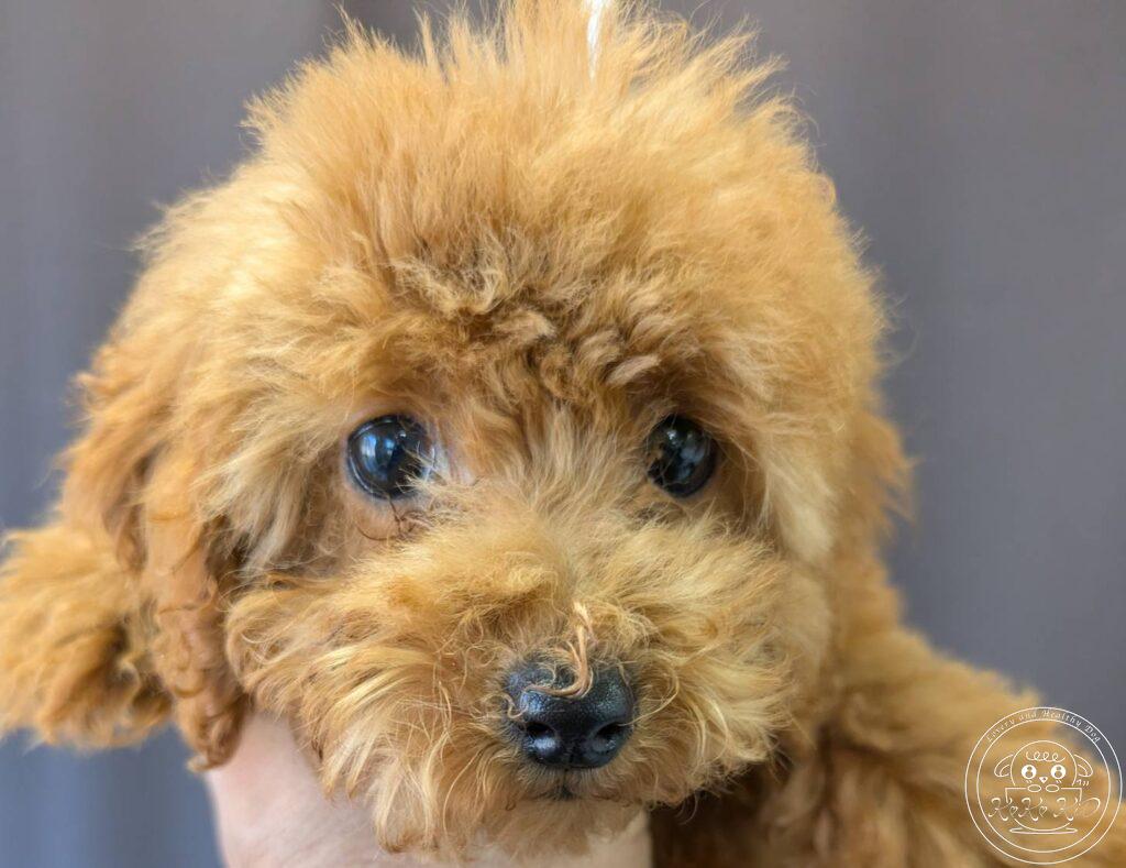 ティーカップからタイニーサイズ予想のトイプードル