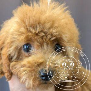 ティーカップからタイニーサイズ予想のトイプードル