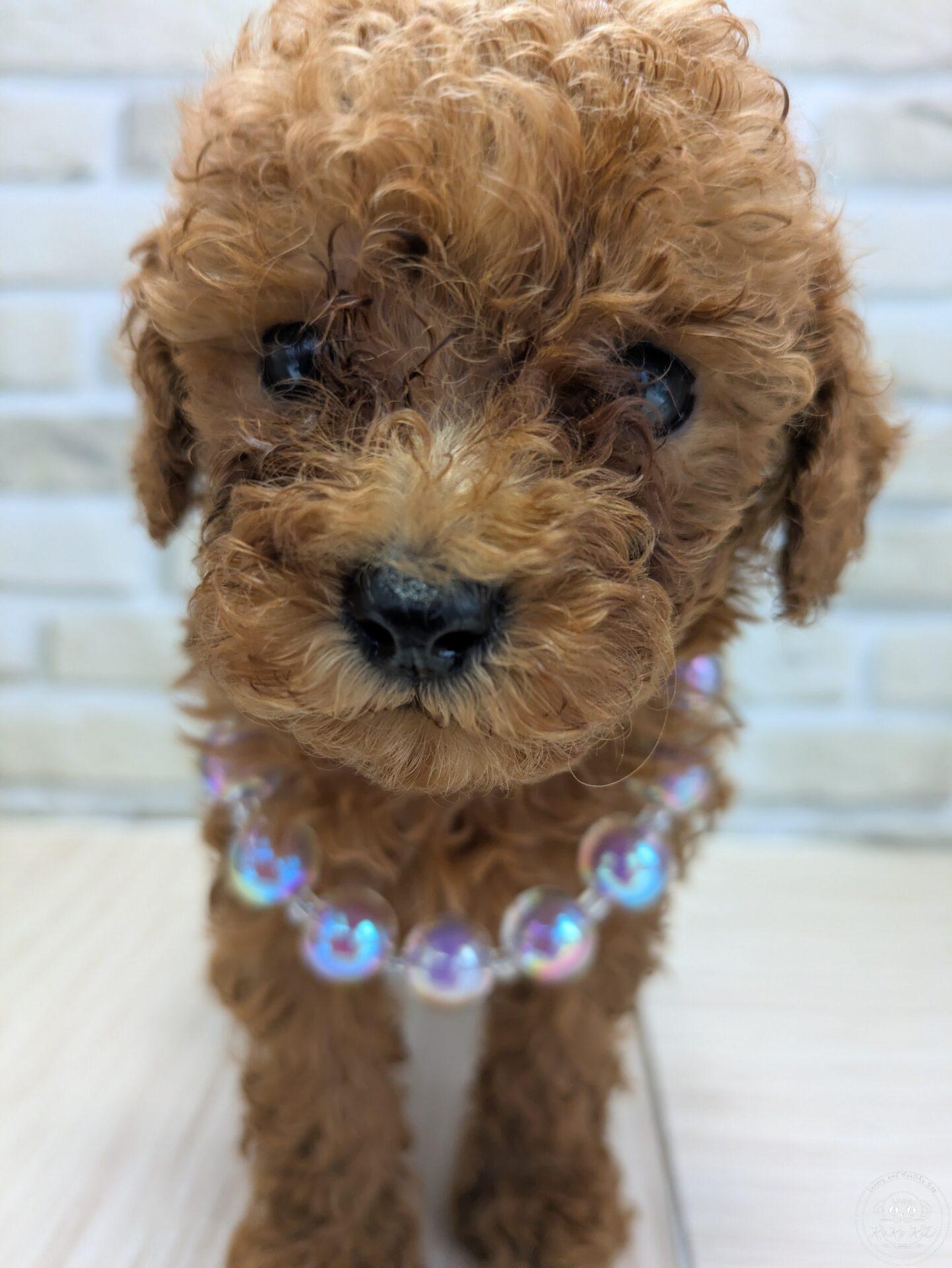 ティーカップ〜タイニープードル