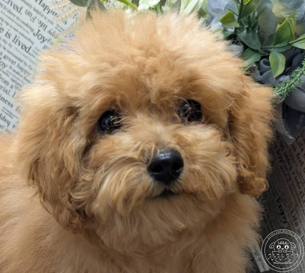 ティーカップからタイニーサイズ予想のトイプードル