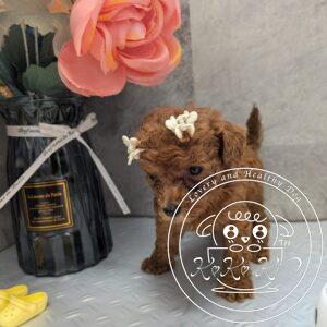 ティーカップからタイニーサイズ予想のトイプードル