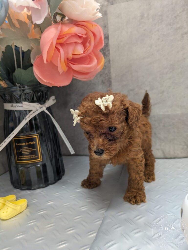 ティーカップからタイニーサイズ予想のトイプードル