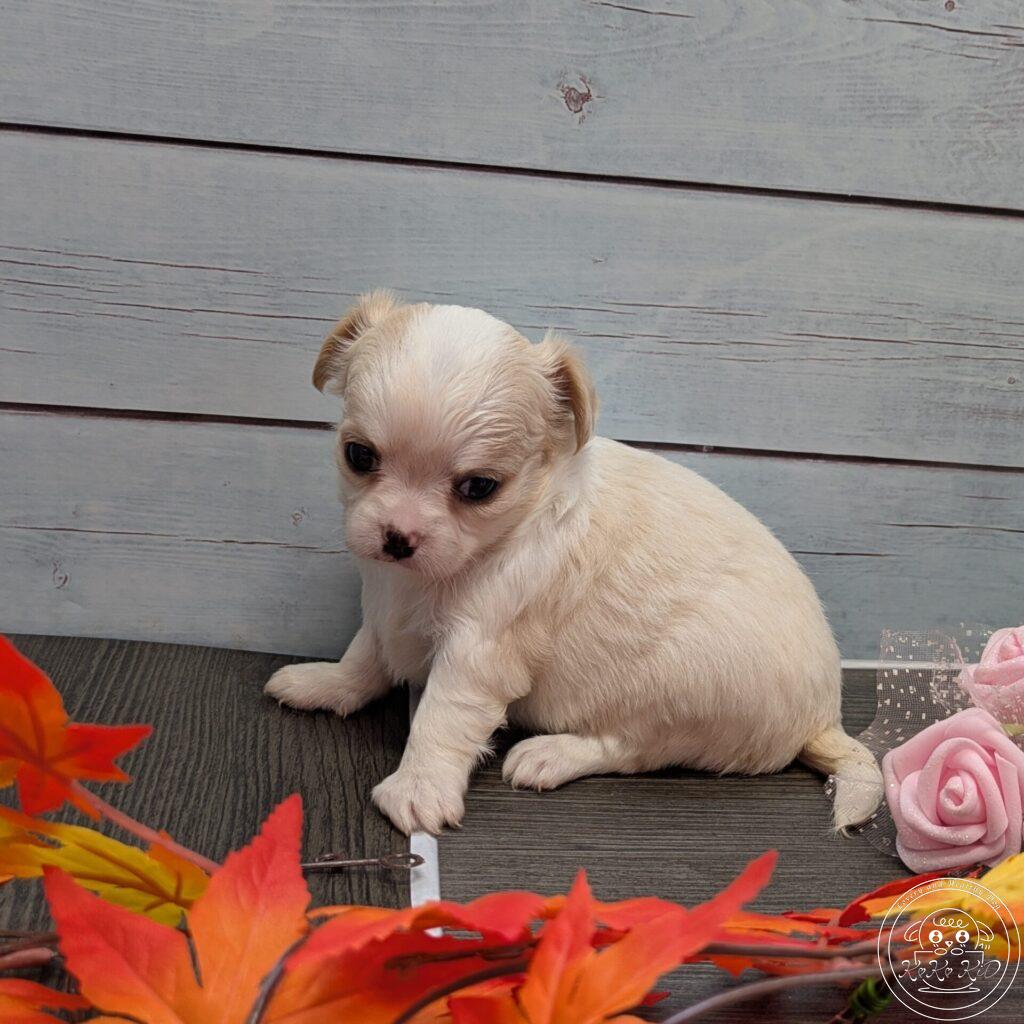 チワワ（ロング）