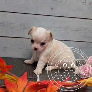 チワワ（ロング）