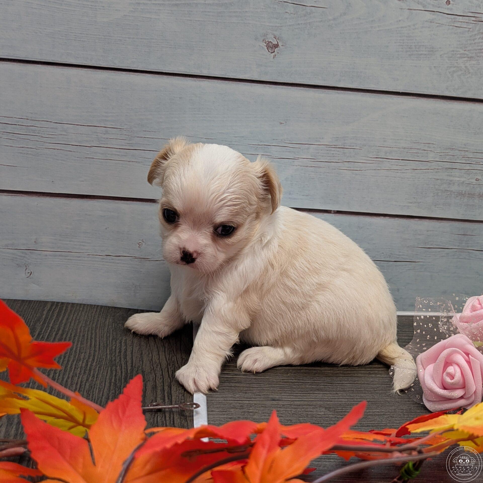 チワワ(ロング)