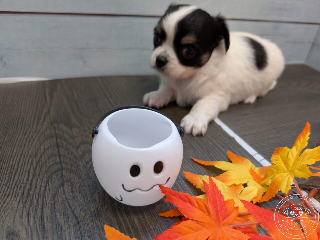 チワワ（ロング）