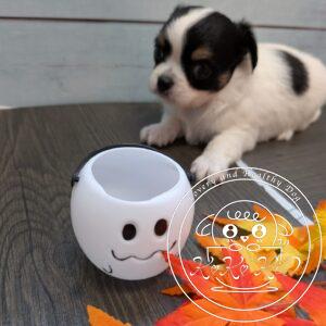 チワワ（ロング）