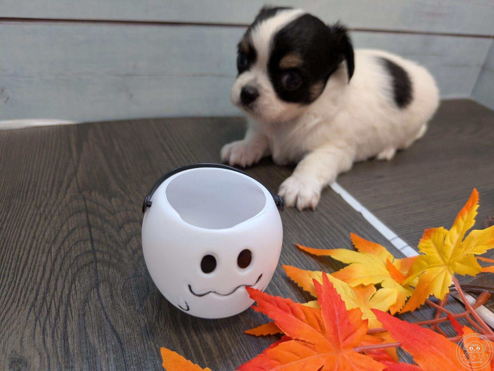 チワワ(ロング)