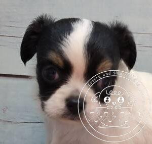 チワワ（ロング）