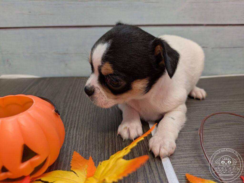 チワワ（ロング）