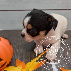 チワワ（ロング）