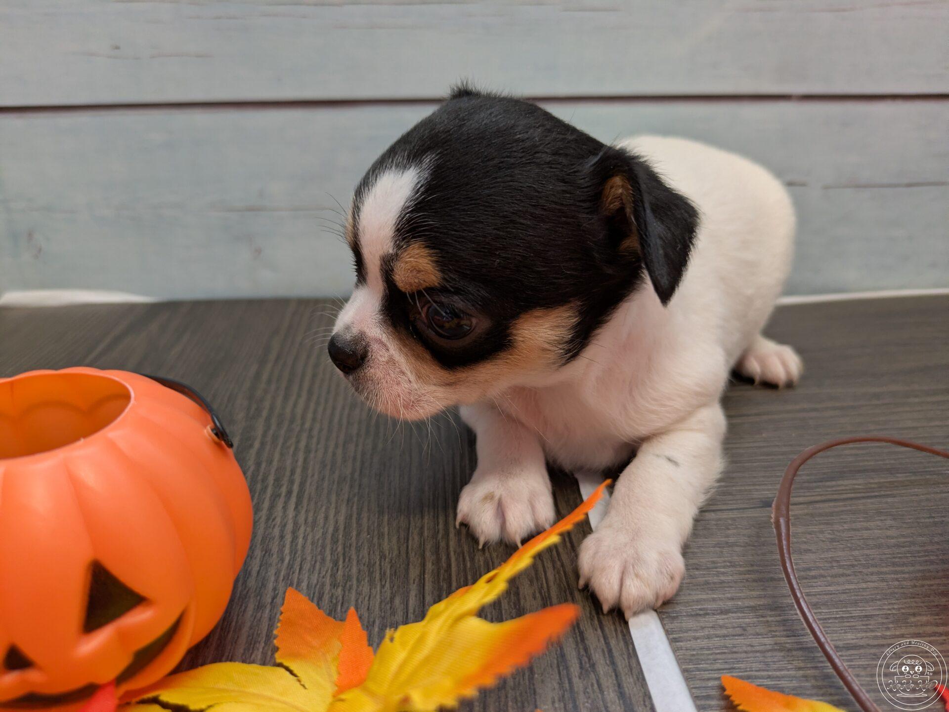 チワワ(ロング)