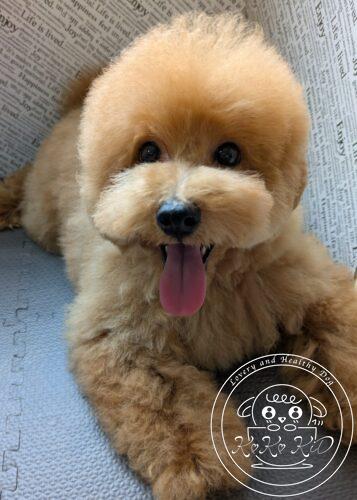 タイニープードル